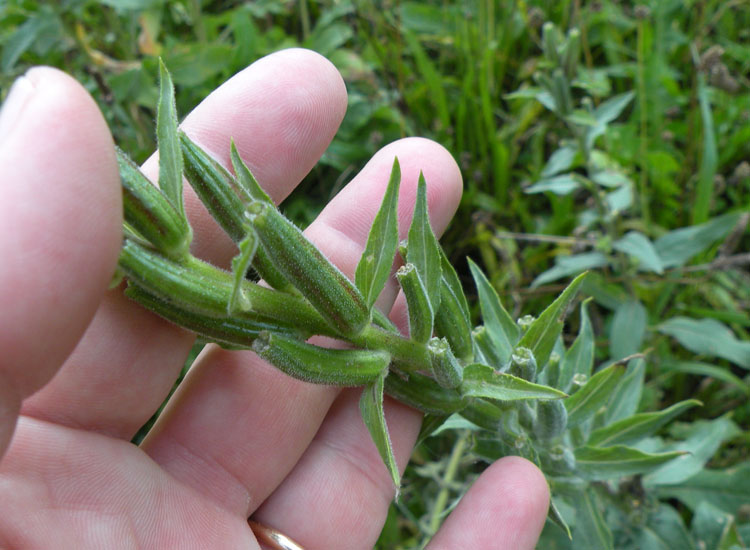 Oenothera glazioviana dal Trentino